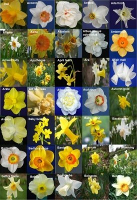 Voici une partie des 850 variétés de Narcisses qui fleurissent actuellement au jardin de  (...)